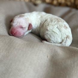 Parti Girl - Parti female Goldendoodle puppy in St. George, Utah from Dashing Doodle Pups
