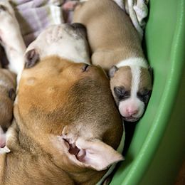 American Staffordshire Terrier Puppies from Liberty Am Staffs