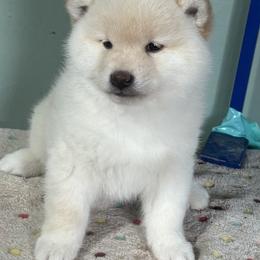 Ollie - Cream male Shiba Inu puppy in Winthrop, Minnesota from Kayobi Shibas