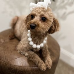 Piper “Little Girl” - Maltipoo