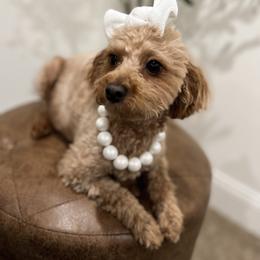 Piper “Little Girl” - Maltipoo