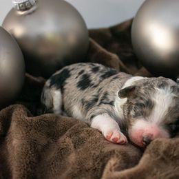 Phantom Merle - Merle female Goldendoodle puppy in Lafayette, Alabama from Sweethaven Kennels