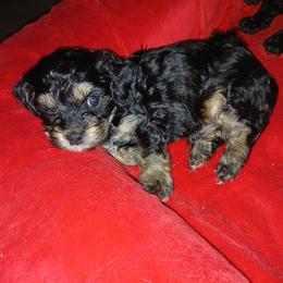Boy 2 - Black and tan male Cavapoo puppy in Crosby, Texas from Oakdale Cavaliers