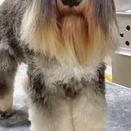 Miniature Schnauzers from Bigfoot Schnauzers