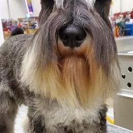 Miniature Schnauzers from Bigfoot Schnauzers