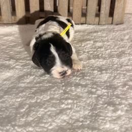 BabyRuth - Black and white female Bernedoodle puppy in Luana, Iowa from Country View Bernedoodles and Goldendoodles