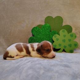 Puppy 6 - Red male Dachshund puppy in Riverside, California from Saddle Up Dachshunds