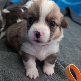 Tan Collar - Red male Pembroke Welsh Corgi puppy in Stoystown, Pennsylvania from Willow Grove Corgis