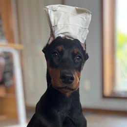 Onyx - Black and rust female Doberman Pinscher puppy in Centralia, Missouri from TopSpots Farm