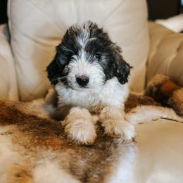 Pink Collar - Grey and white female Bernedoodle puppy in Carencro, Louisiana from Southern Bayou Poodles and Doodles