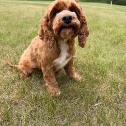 Reba - Red female Cockapoo puppy in Beresford, South Dakota from DAKOTA DOOD RANCH