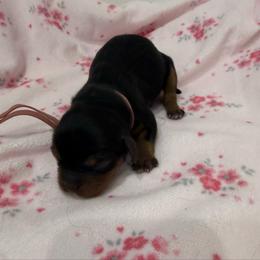 Ella - Black and tan female Cavalier King Charles Spaniel puppy in Ocala, Florida from Ray of Sunshine Spaniels LLC
