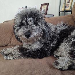 Bella - Goldendoodle