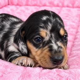 Orion - Dapple male Dachshund puppy in Salem, Oregon from Longdox Mini Dachshunds