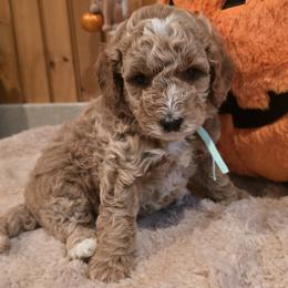 Bernedoodle and Goldendoodle Puppies from 4goldendoodles