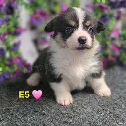 E5 - Black and tan female Pembroke Welsh Corgi puppy in Jacksonville, Texas from ArmnalegRanch LLC