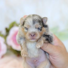 Sitka - Blue merle male Pomeranian puppy in Sacramento, California from My Precious Poms