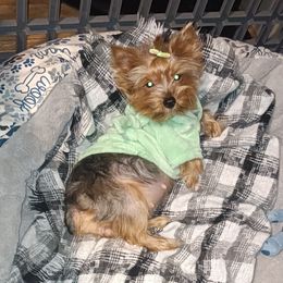 Coki - Yorkshire Terrier