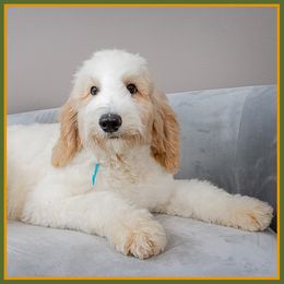 Zappa - White male Bernedoodle puppy in Connersville, Indiana from Deaz Doodle Ranch