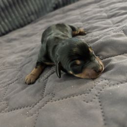 Hermoine - Black and tan female Dachshund puppy in Converse, Texas from JP's South Texas Dachshunds