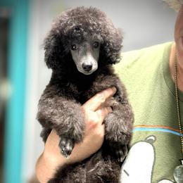 Mochi - Silver male Poodle puppy in Marsing, Idaho from Araceli Toy Poodles