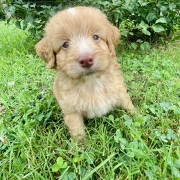Golden Grahams - Apricot male Aussiedoodle puppy in Edmond, Oklahoma from Oodles of Doodles and Poodles