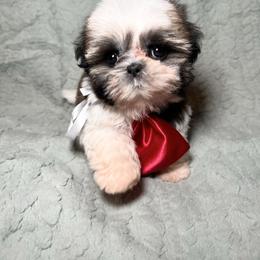 Charlie - Gold and white male Shih Tzu puppy in California from Fairy Tails Shih Tzus CA