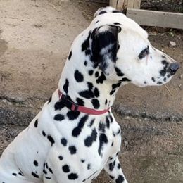Dalmatians from Drake's Dalmatians