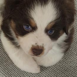 Miniature American Shepherd Puppies from Enchanted Mesa Miniature American Shepherds