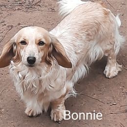 Bonnie - Dachshund