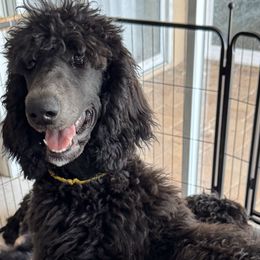 Barcelona - Black female Poodle puppy in Ruskin, Florida from Leslie's Poodles
