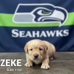 Zeke - Yellow male Dilute Retriever puppy in Puyallup, Washington from 12 Door Farm Labradors