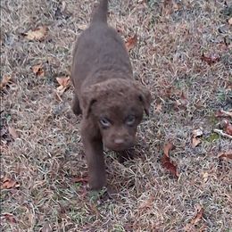 Red - Brown female Chesapeake Bay Retriever puppy in Michigan from Blackwood Chesapeakes