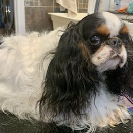 Cavalier King Charles Spaniel All Grown Up from Anita Barr's Cavalier King Charles Spaniels