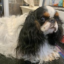 Cavalier King Charles Spaniel All Grown Up from Anita Barr's Cavalier King Charles Spaniels