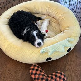 Bernedoodle Puppies from Palmetto Bernedoodles Boutique