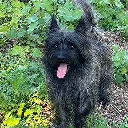 Tavish - Cairn Terrier