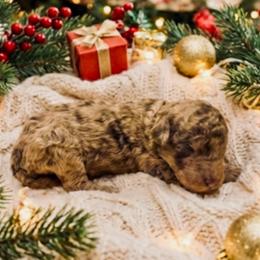 Boy 3 - Merle male Goldendoodle puppy in Sterling, Connecticut from Justine’s Retrievers and Doodles