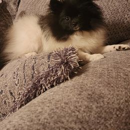 Pomeranian Puppies from Nikki’s lil Pomeranians