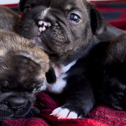 French Bulldog Puppies from Divine French Bulldogs