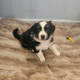 Toby - Black tri-color male Australian Shepherd puppy in Millwood, Missouri from Small Town Australian Shepherds