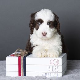 Australian Labradoodle Puppies from Napa Valley Australian Labradoodles
