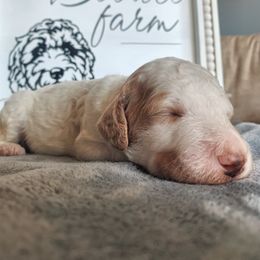 Goldendoodle Puppies from Lady Doodle Farm