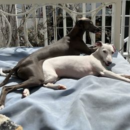 Italian Greyhound puppies from Julia's Italian Greyhounds