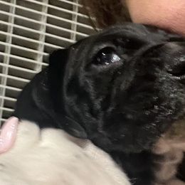 Boy 3 - Black and white German Shorthaired Pointer puppy in Waller, Washington from MLC Kennel
