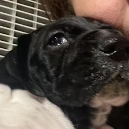 Boy 3 - Black and white German Shorthaired Pointer puppy in Waller, Washington from MLC Kennel