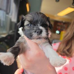 Iris - female Yorkipoo puppy in West Enfield, Maine from GRIFFEY'S SPA AND KENNEL