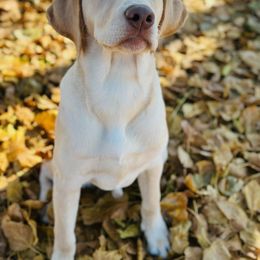 Dilute Retriever and Labrador Retriever Puppies from SmoKy Hills Labradors