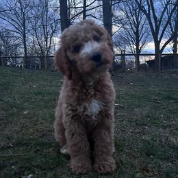 Goldendoodle Puppies from Hannah Mae Doodles