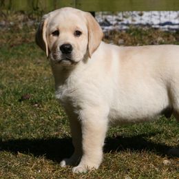 Labrador Retrievers from Cedarmarsh Labradors